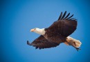 Eagles in the Bible
