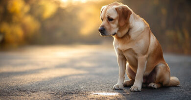 A Dog Returns to Its Vomit